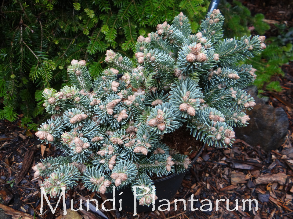 Abies Koreana Bonsai Blue Mundi Plantarum